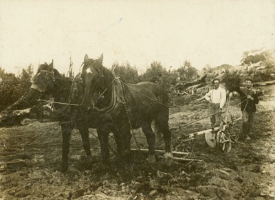 Photograph [Ploughing, Tautuku]; [?]; 1908; CT79.1019a