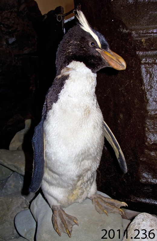 Penguin, erect-crested; 2011.236 - Owaka Museum and Catlins Information