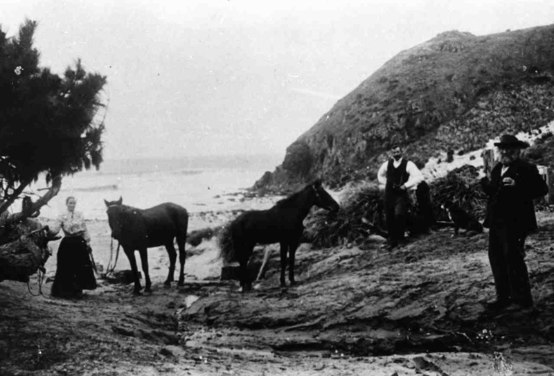 Te Arai Quarry; 1511 eHive