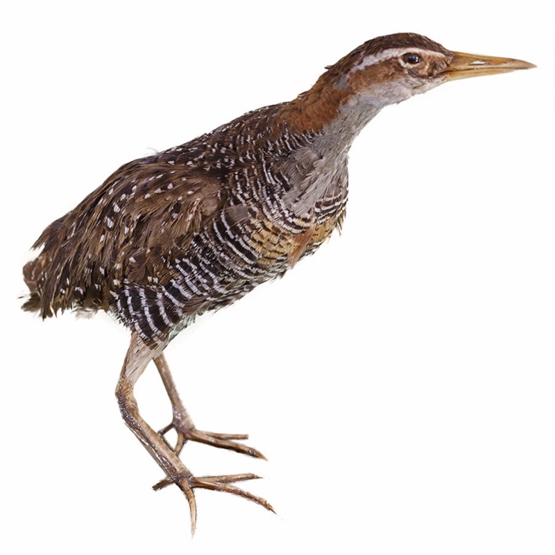 Bird - Banded Rail