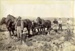 Horses plowing.; 16-110