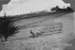 Raking Hay at Dowson's Farm, Kaiwaka; 18-262