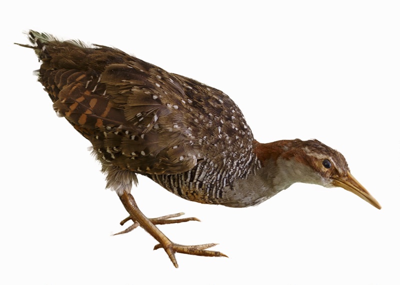 Bird - Banded Rail