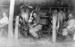 Photograph of Men in Milking Shed, 35