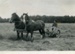 Photograph of Mowing of Hay, c1930, 31