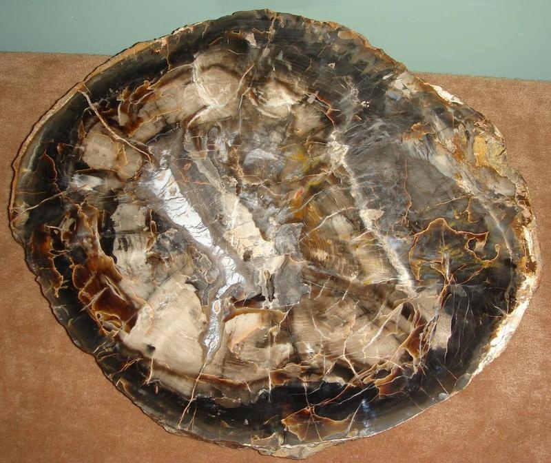 Petrified Wood; 4.95.373 on eHive