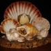 Shells, 2.82.1020