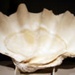Mollusc Shell - Tridacna gigas (Giant clam)
; 82/22/606