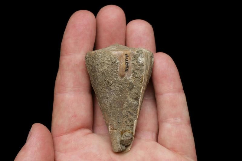 Conus (Parviconus) abruptus Marshall, 1918. A fossil cone shell; AU6511 Geological Collections