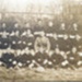 Army rugby team, Capt R Dansey (centre); Unknown; Circa 1916; CP-3788