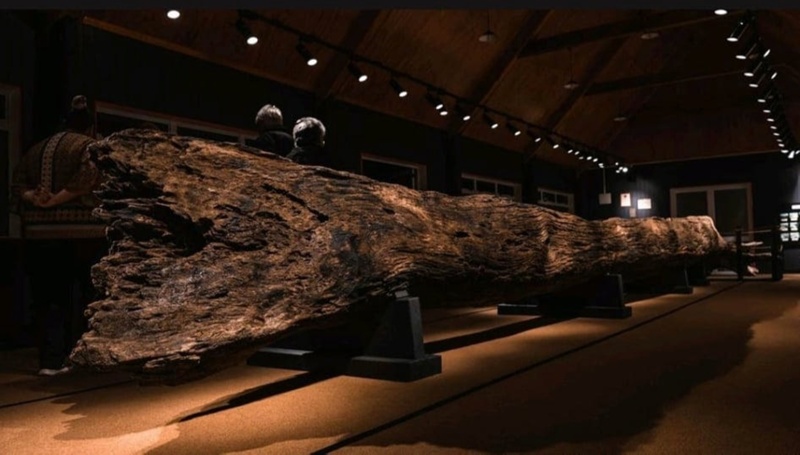 Ōtorohanga Museum 