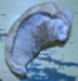 Whale bone; XFH.355
