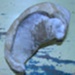 Whale bone; XFH.355