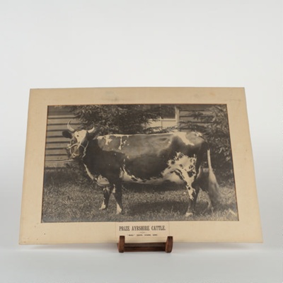 Photograph, Prize Ayrshire Cow.; Mora Studio; 1890-1900; WY.0000.1105