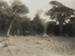 Postcard, Bush-clearing at Glenham Homestead; Unknown printer; 1890-1900; WY.2004.30.5.1
