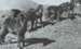 Photograph, Shetland Ponies Venlaw; Unknown; 1916 -1920; WY.0000.1263