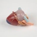 Anatomical Model, Heart; Unknown manufacturer; 1950-2000; WY.2003.11.106