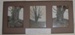 Framed Photo Board - Rata Tree 1920; 1920; 2005-2894-1 