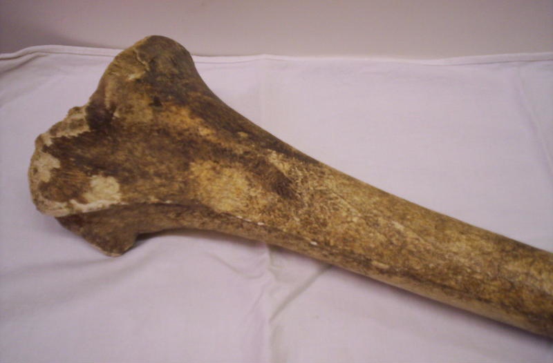 Moa bone; Unknown; New Zealand; 1319 on NZ Museums