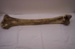 Moa bone, Unknown, New Zealand, 1319