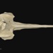 strap-toothed whale, Mesoplodon Layardii (Gray, 1865), Te Kaha near Mouriuri stream, MM002655