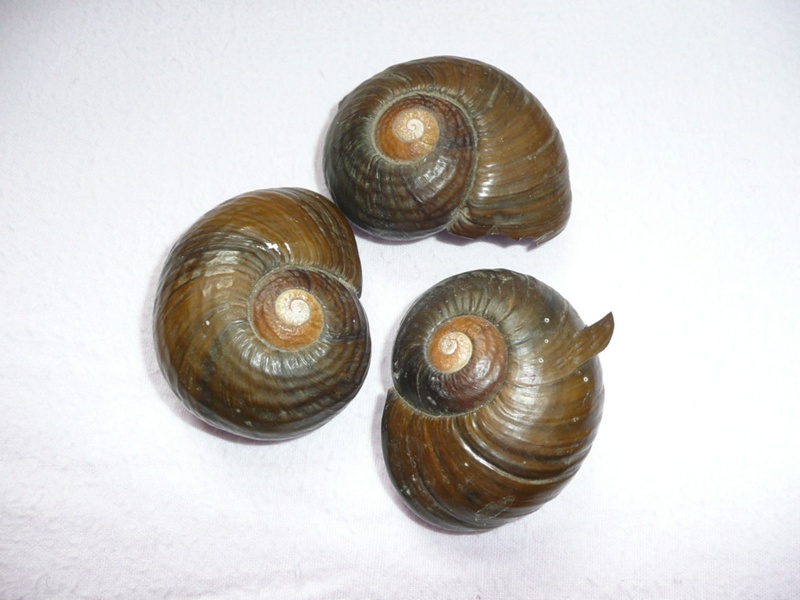 Kauri snail / pupurangi (Paryphanta busbyi); 391 on NZ Museums