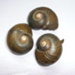 Kauri snail / pupurangi (Paryphanta busbyi); 391