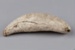 Tooth, Parāoa, Sperm whale tooth; RI.W2002.1145