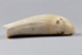Tooth, Parāoa, Sperm whale tooth; RI.W2002.1137