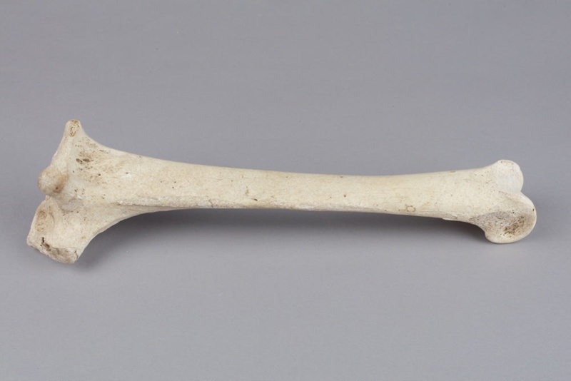 Bone, Moa, Leg; Pre 1450; RI.W2002.1134 | eHive