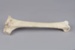Bone, Moa, Leg; Pre 1450; RI.W2002.1134