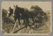 Photograph, A horse cart full of flax; Unknown maker; 1930-1940; RI.P43.93.578