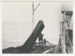 Photograph, Loading timber at Port Craig; Unknown photographer; 1920-1930; RI.P48.93.636