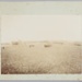 Photograph, Daringdale farm; Unknown photographer; 1900; RI.P0000.78
