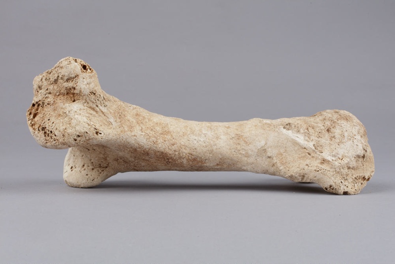 Bone, Moa, Leg; Pre 1450; RI.W2014.3565.27 on NZ Museums