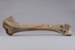 Bone, Moa, Leg; Pre 1450; RI.W2014.3565.15