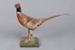 Taxidermy, Cock pheasant; RI.W2002.1368