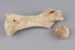 Bone, Moa, Leg; Pre 1450; RI.W2014.3565.3