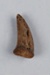 Tooth, Canine, Unknown species; RI.0000.059
