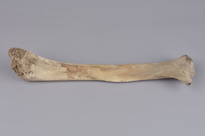 Bone, Moa, Leg; Pre 1450; Ri.w2014.3565.17 On Nz Museums