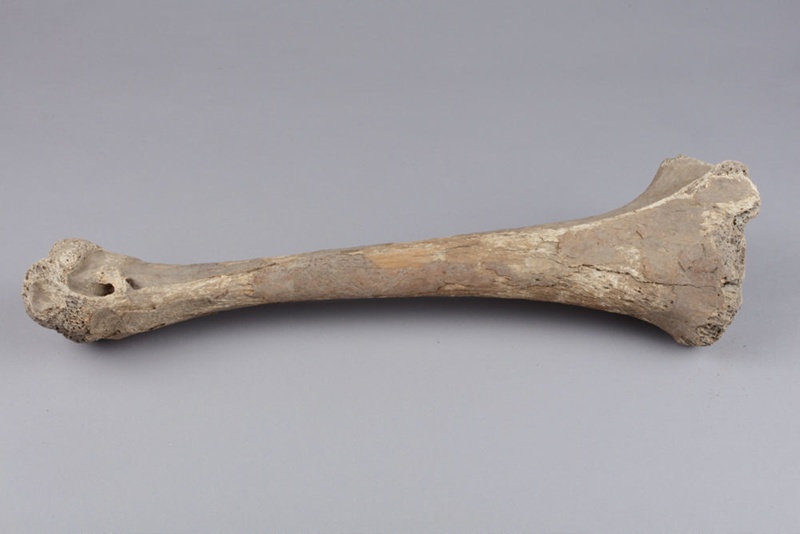 Bone, Moa, Leg; Pre 1450; RI.W2014.3565.13 on NZ Museums