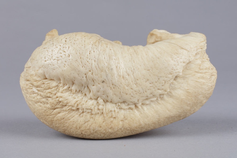 Bone, Whale, Eardrum; RI.W2002.1151 on NZ Museums
