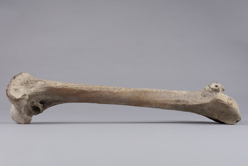 Bone, Moa, Leg; Pre 1450; RI.W2014.3565.14 on NZ Museums