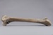 Bone, Moa, Leg; Pre 1450; RI.W2014.3565.14