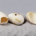 Egg shells, Kiwi; RI.W2002.1388