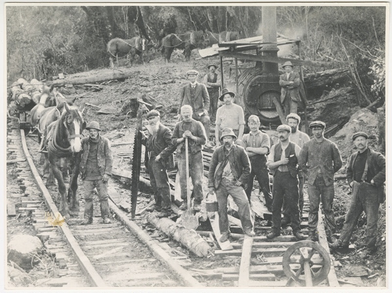 Photograph, Moss & Co Sawmill; Phillips Brothers; 1905; RI.P36.93.483