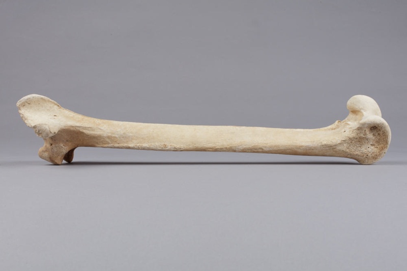 Bone, Moa, Leg; Pre 1450; RI.W2014.3565.12 on NZ Museums