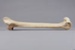 Bone, Moa, Leg; Pre 1450; RI.W2014.3565.12