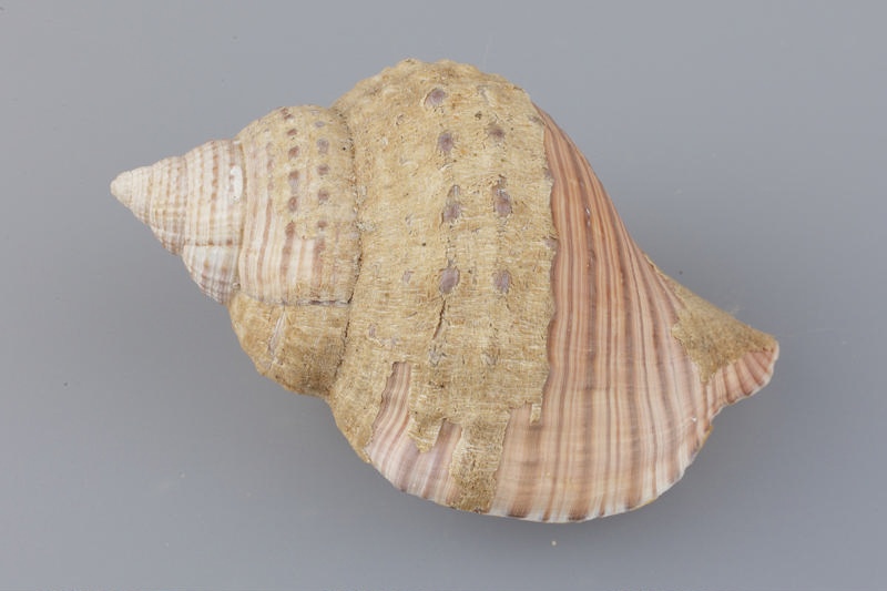 Shell, Swollen Trumpet shell; RI.W2004.2633 | eHive