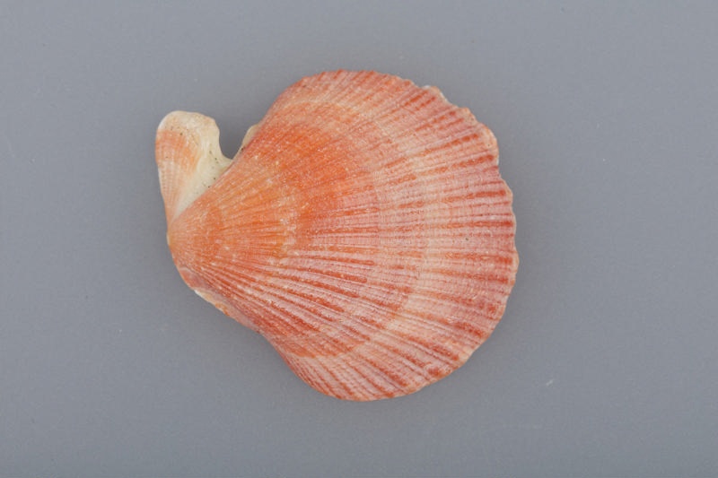 Shell, Fan shell; RI.W2004.2543 | eHive